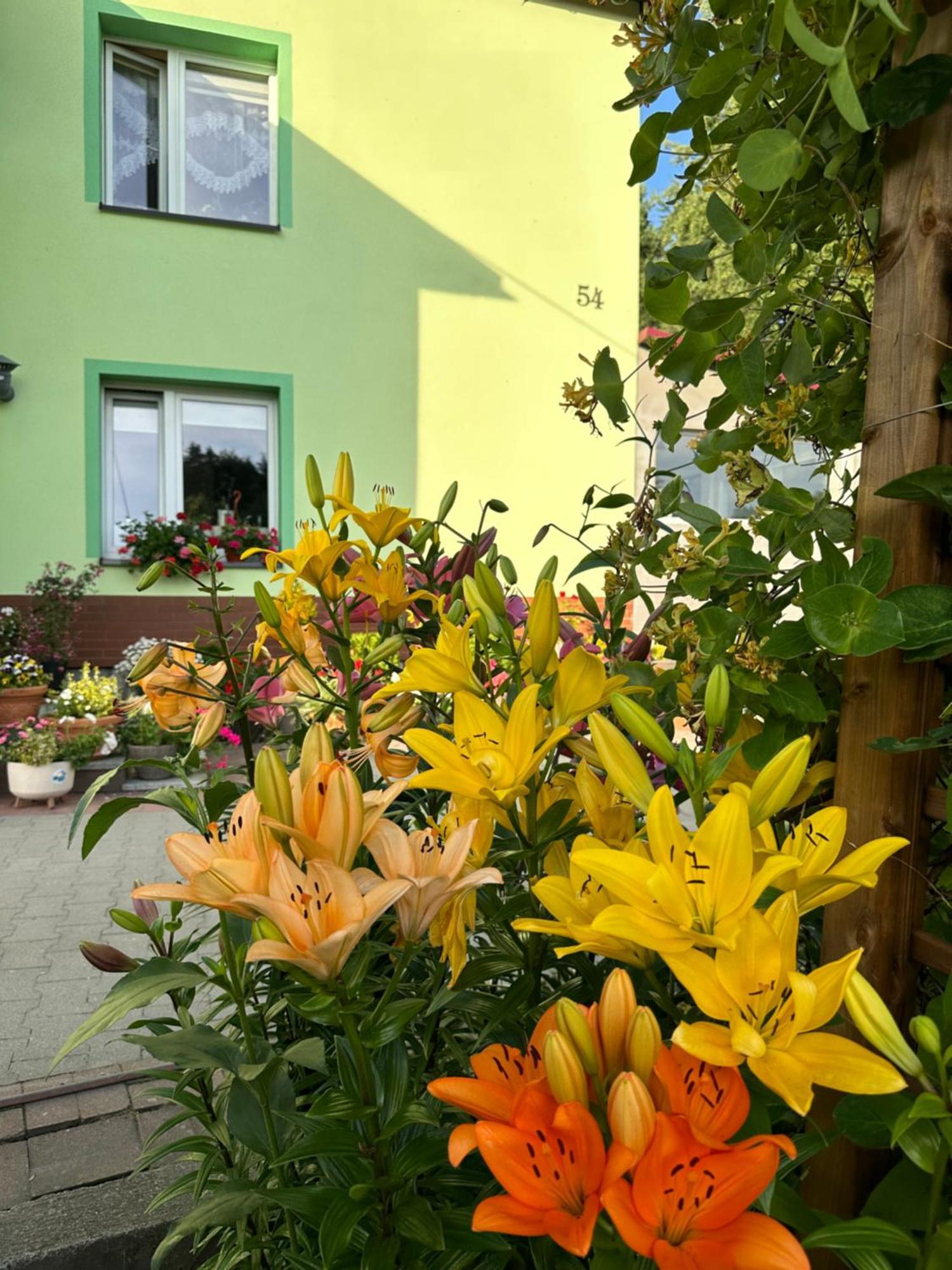Mr. Sowa Sokolec Apartment Ludwikowice Klodzkie Exterior photo